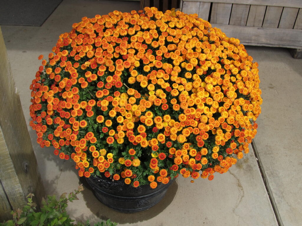 8-inch potted Mum - will be approx. 14-inch diameter plant